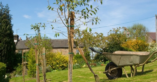 freshly planted trees