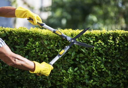 Tree Trimming & Pruning