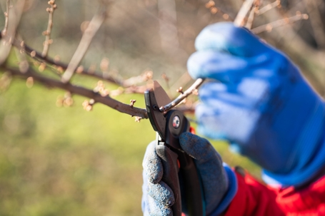 Winter Tree Trimming & Pruning