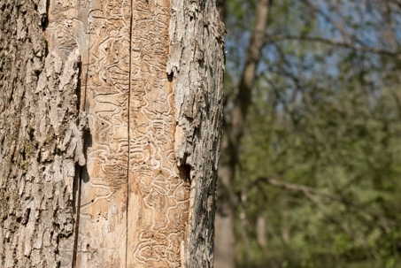 tree trunk showing signs of larvae