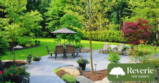 trees in landscape backyard