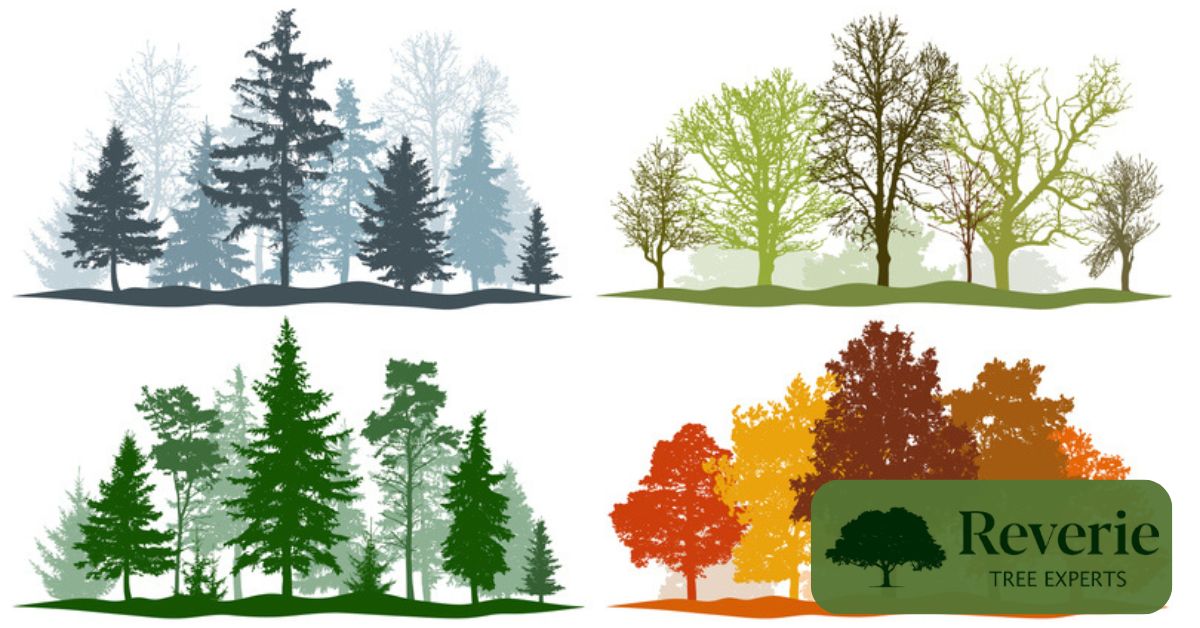 Tree Maintenance for Deciduous Trees vs. Evergreen Trees